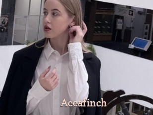 Accafinch