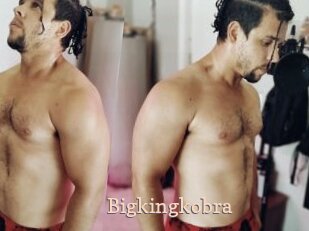 Bigkingkobra