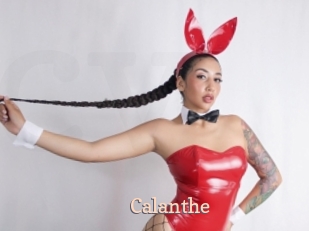 Calanthe