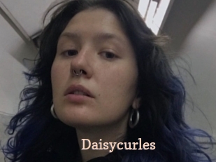 Daisycurles