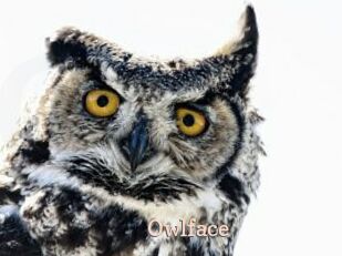 Owlface