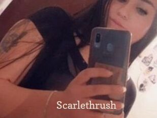 Scarlethrush