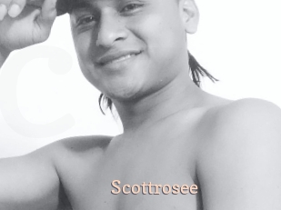 Scottrosee