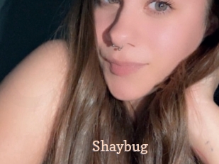 Shaybug