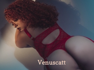 Venuscatt